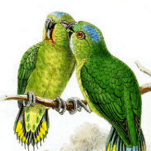 An illustration shows Finsch's Pygmy Parrots perched on a twig